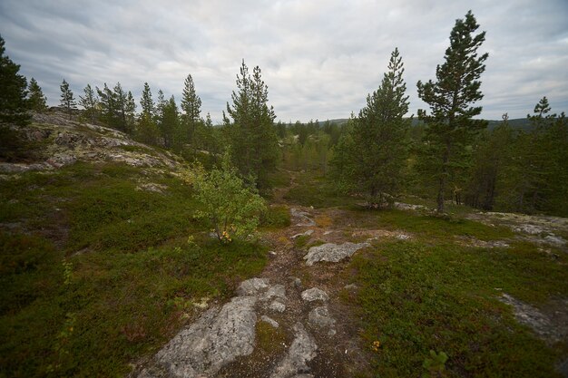 Northern forest beautiful amazing nature