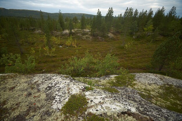 Northern forest beautiful amazing nature