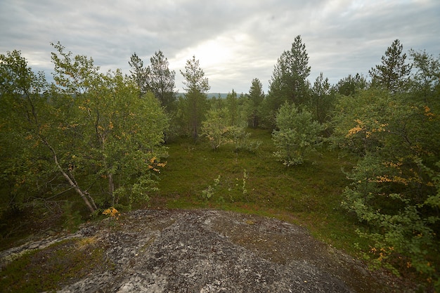 Northern forest beautiful amazing nature