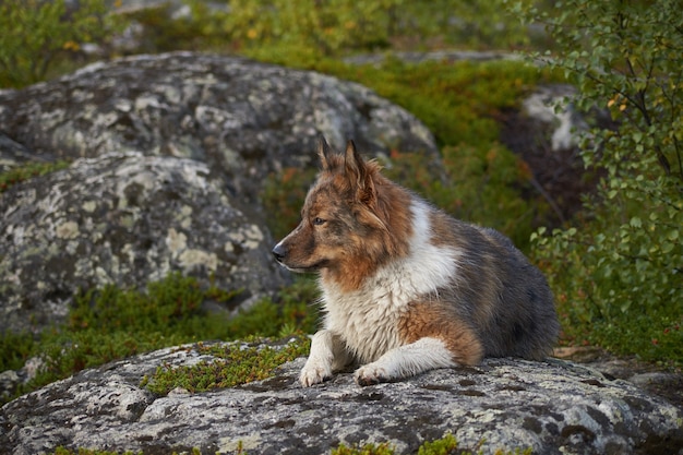 Foto foresta del nord bellissima natura incredibile