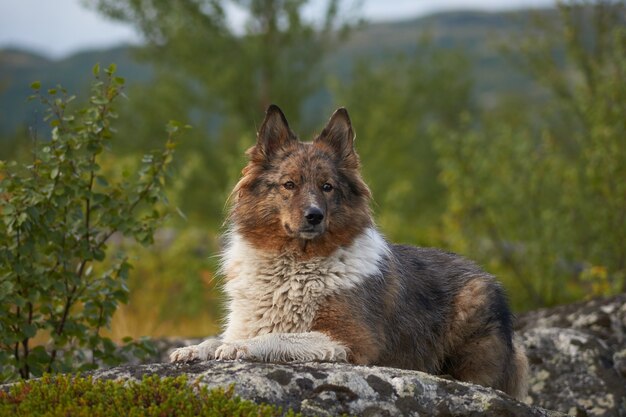 Foto foresta del nord bellissima natura incredibile