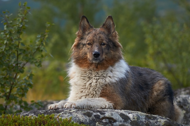 Foto foresta del nord bellissima natura incredibile