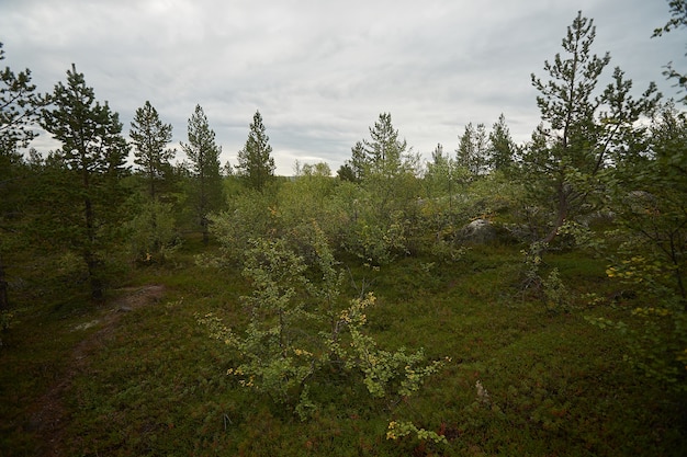 Photo northern forest beautiful amazing nature