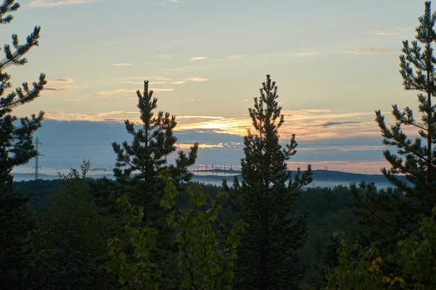 Northern forest beautiful amazing nature