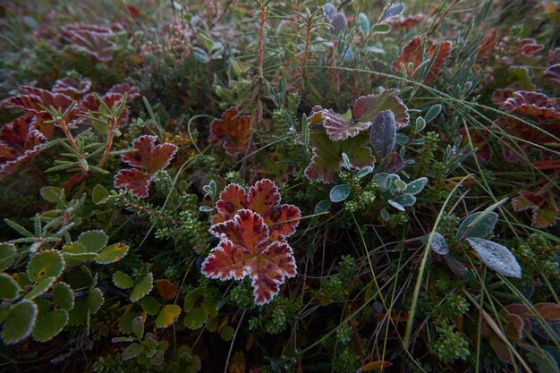 Photo northern forest beautiful amazing nature