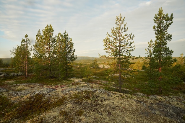 Foto foresta del nord bellissima natura incredibile