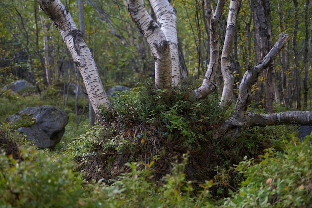 Photo northern forest beautiful amazing nature