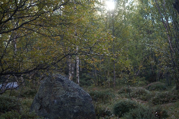 Photo northern forest beautiful amazing nature