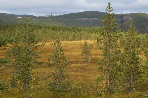 Northern forest beautiful amazing nature