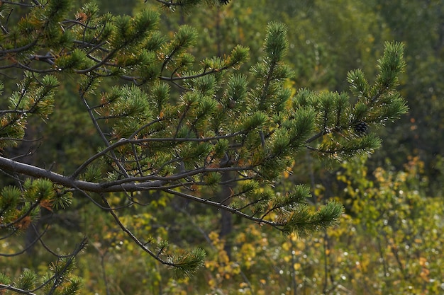 Northern forest beautiful amazing nature