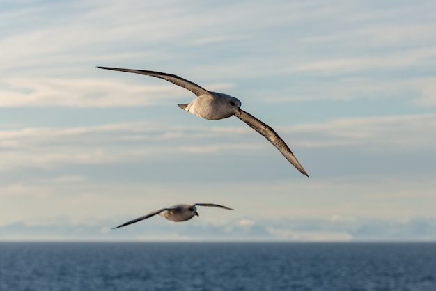 Fulmar settentrionale che vola sopra il mare artico sulle svalbard.