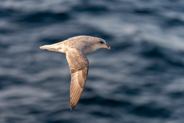 スバールバル諸島の北極海の上を飛んでいる北部フルマー。