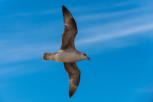 Northern Fulmar flying above Arctic sea on Svalbard.