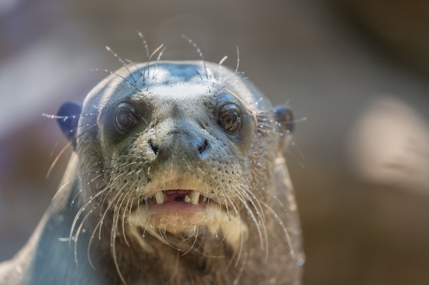 Northern fur seal, or sea cat Callorhinus ursinus pinniped mammal close up portrait