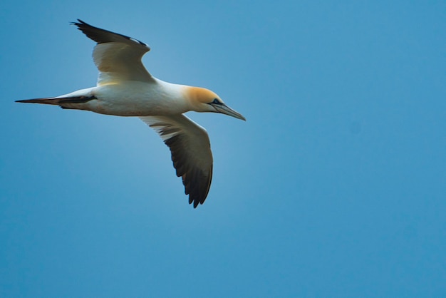 Northern gannet