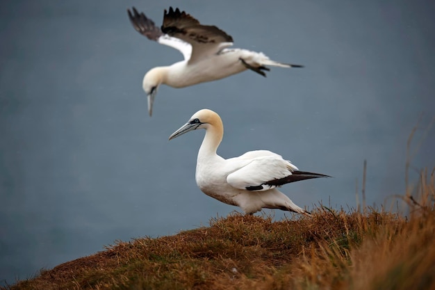 Northern gannets on the cliff top