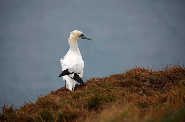 Northern gannets on the cliff top