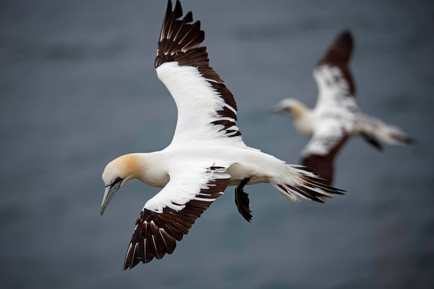 Northern gannets on the cliff top