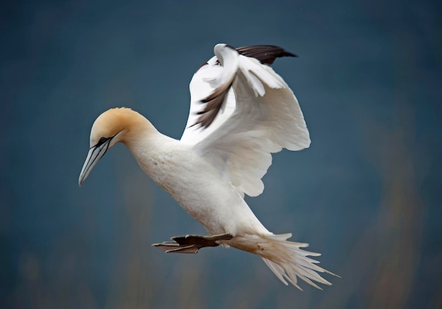 Northern gannets on the cliff top