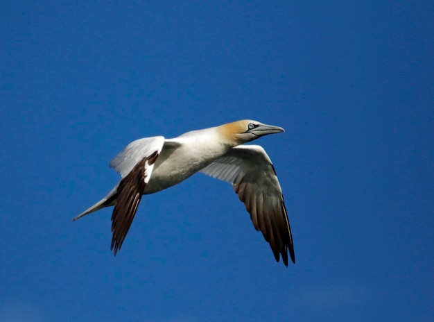 Northern gannets diving for fish