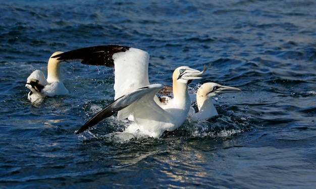 Northern gannets diving for fish