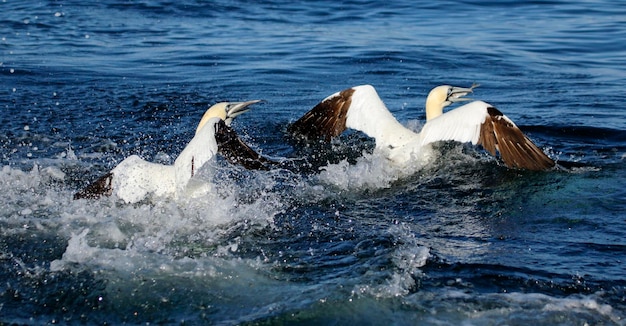 Northern gannets diving for fish