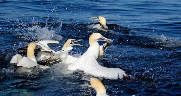 Northern gannets diving for fish