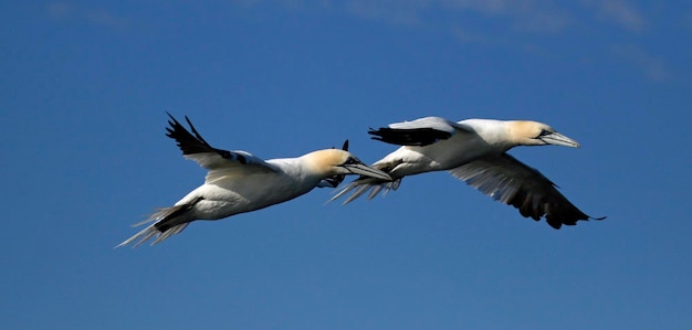 Northern gannets diving for fish