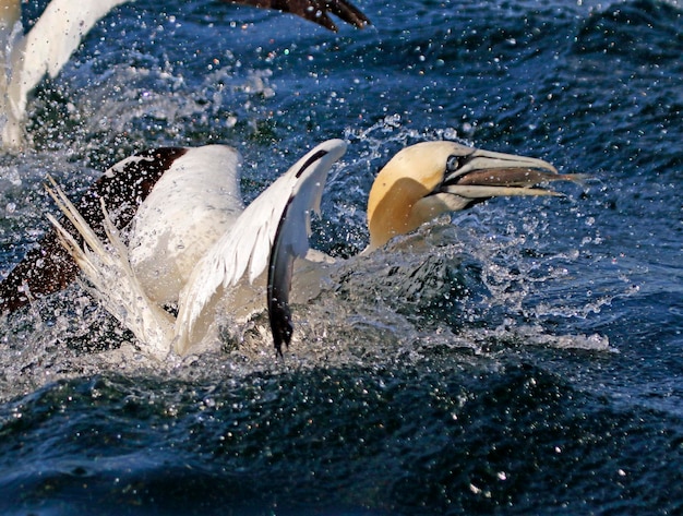 Northern gannets diving for fish