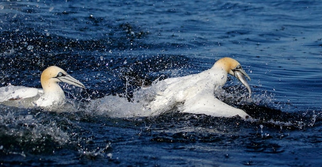 Northern gannets fishing in the North Sea