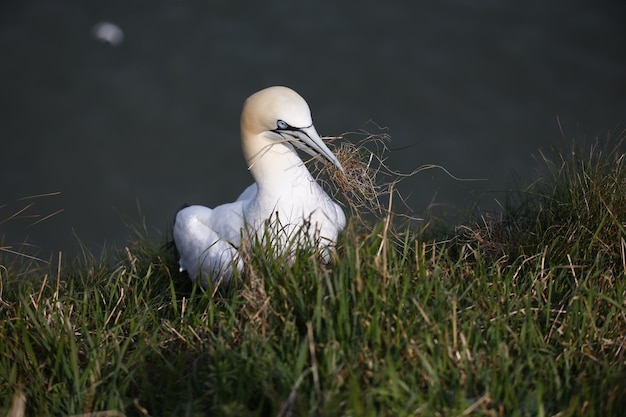 Northern gannets preparing for the breeding season