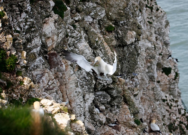 Northern gannets preparing for the breeding season