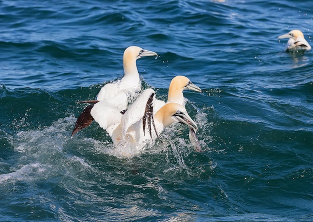 Northern gannets try to eat fish at North Sea UK