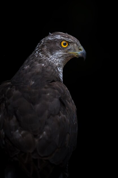 사진 북부 참매 accipiter gentilis