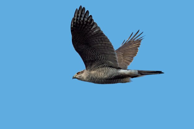 Northern goshawk Accipiter gentilis