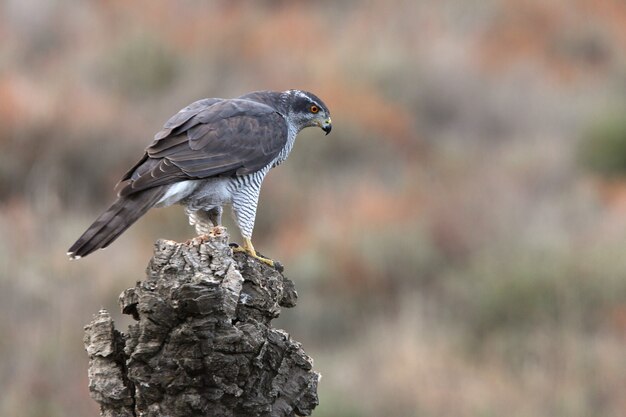 Northern goshawk adult female on a cork oak trunk with the last lights of an autumn day in a forest of oaks, pines and cork oaks