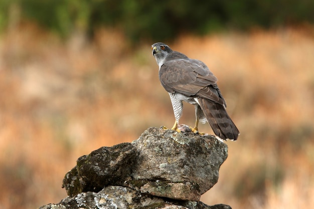 Northern goshawk adult female on a rock with the last lights of an autumn day in a forest of oaks, pines and cork oaks