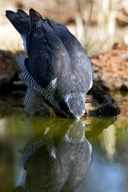 Northern goshawk drinking in a water hole in summer