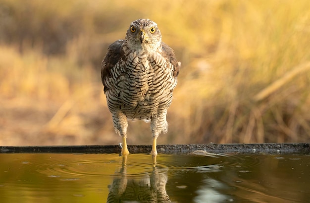 Northern goshawk male drinking and bathing at a water point in a Mediterranean forest