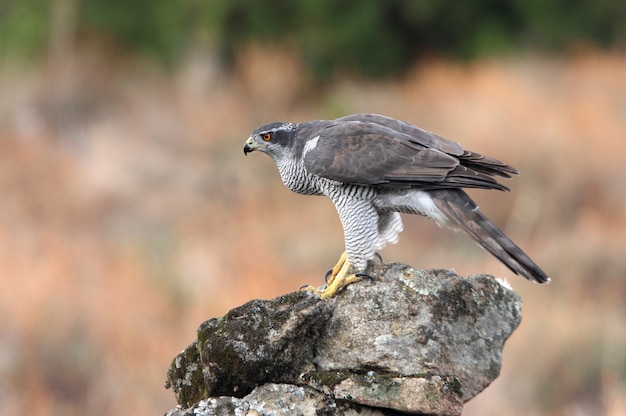 Northern goshawk male with first light of day on his favorite perch