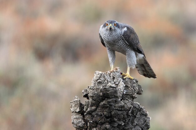 Northern goshawk male with first light of day on his favorite perch