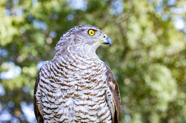 Northern goshawk perching, closeup portrait