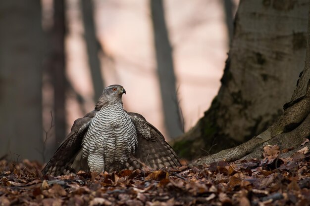 Northern goshawk sitting on ground in forest in autumn