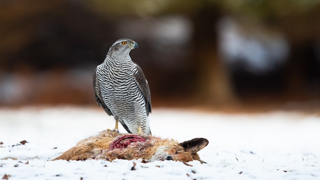 Northern goshawk standing on white meadow in winter