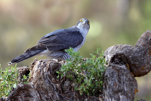 northern goshawk with the last lights of the afternoon, Accipiter gentilis