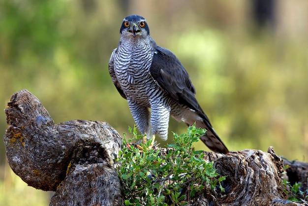 Northern goshawk with the last lights of the afternoon