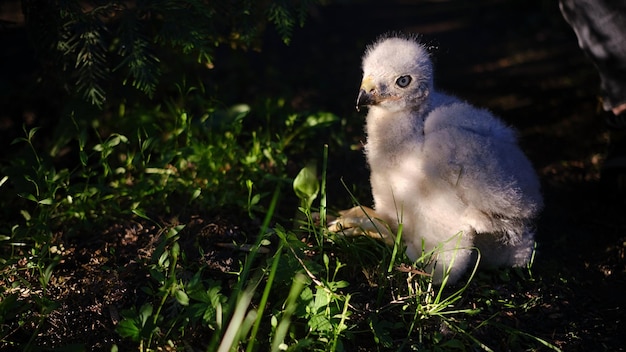 Pulcino dell'astore falco settentrionale nel nido accipiter gentilis