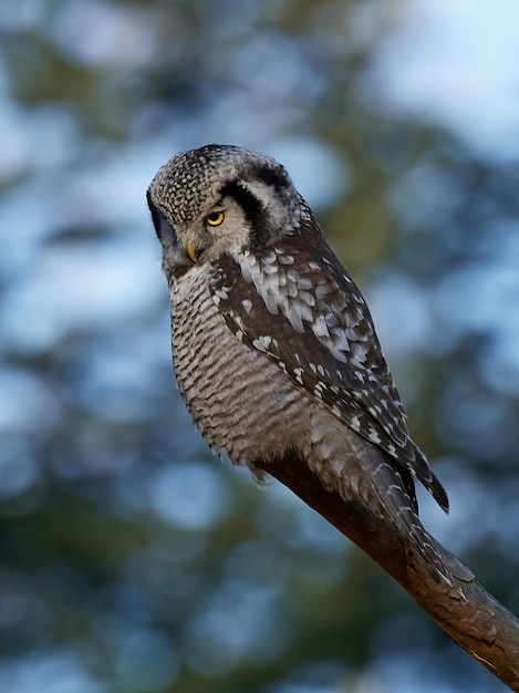 Falco nordico (surnia ulula)