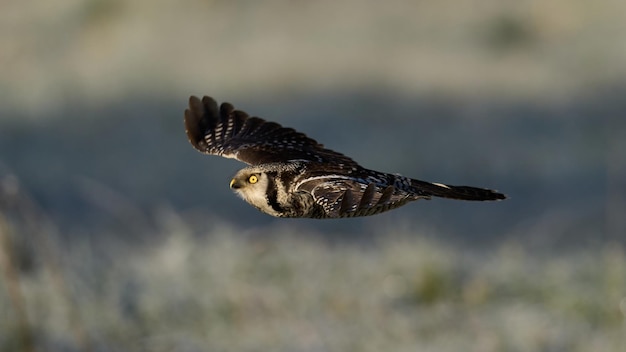 Northern hawk owl Surnia ulula