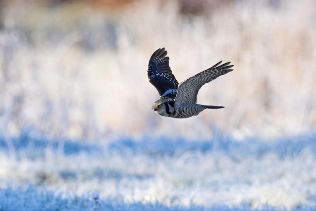 Northern hawk owl Surnia ulula